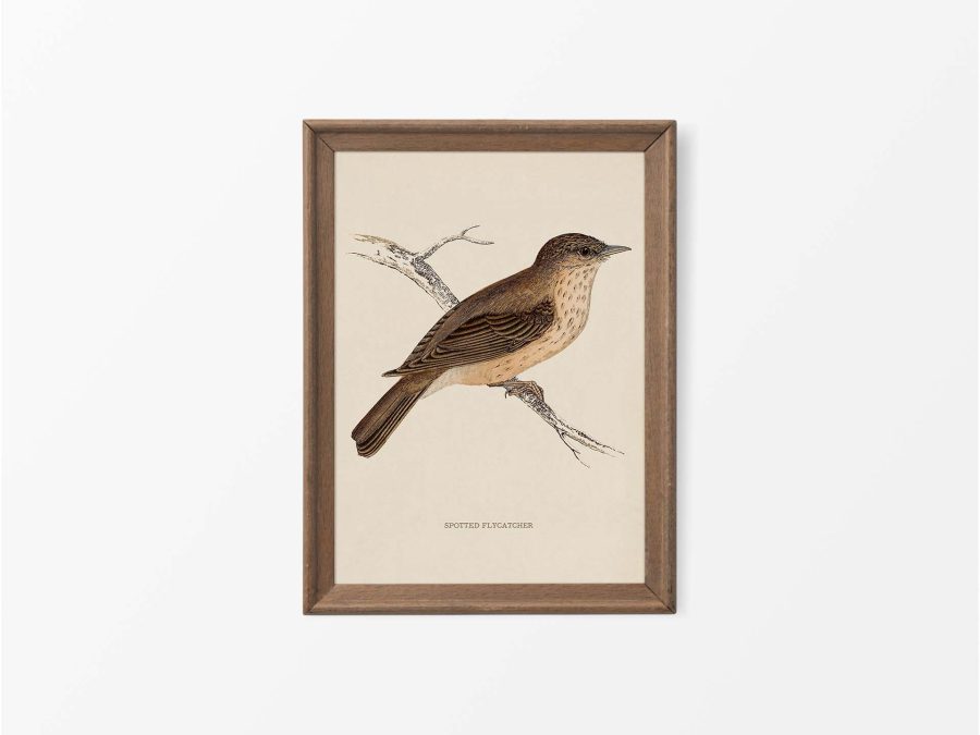 Flycatcher Vintage Art Print