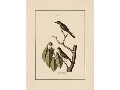 Flycatchers Vintage Art Print