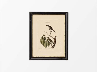 Flycatchers Vintage Art Print