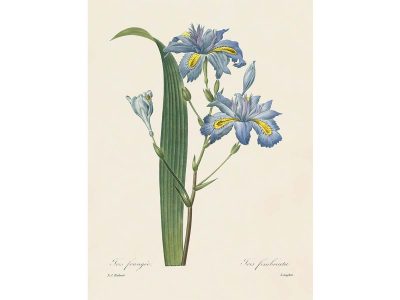 Fringed Iris Vintage Art Print