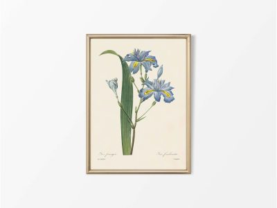 Fringed Iris Vintage Art Print