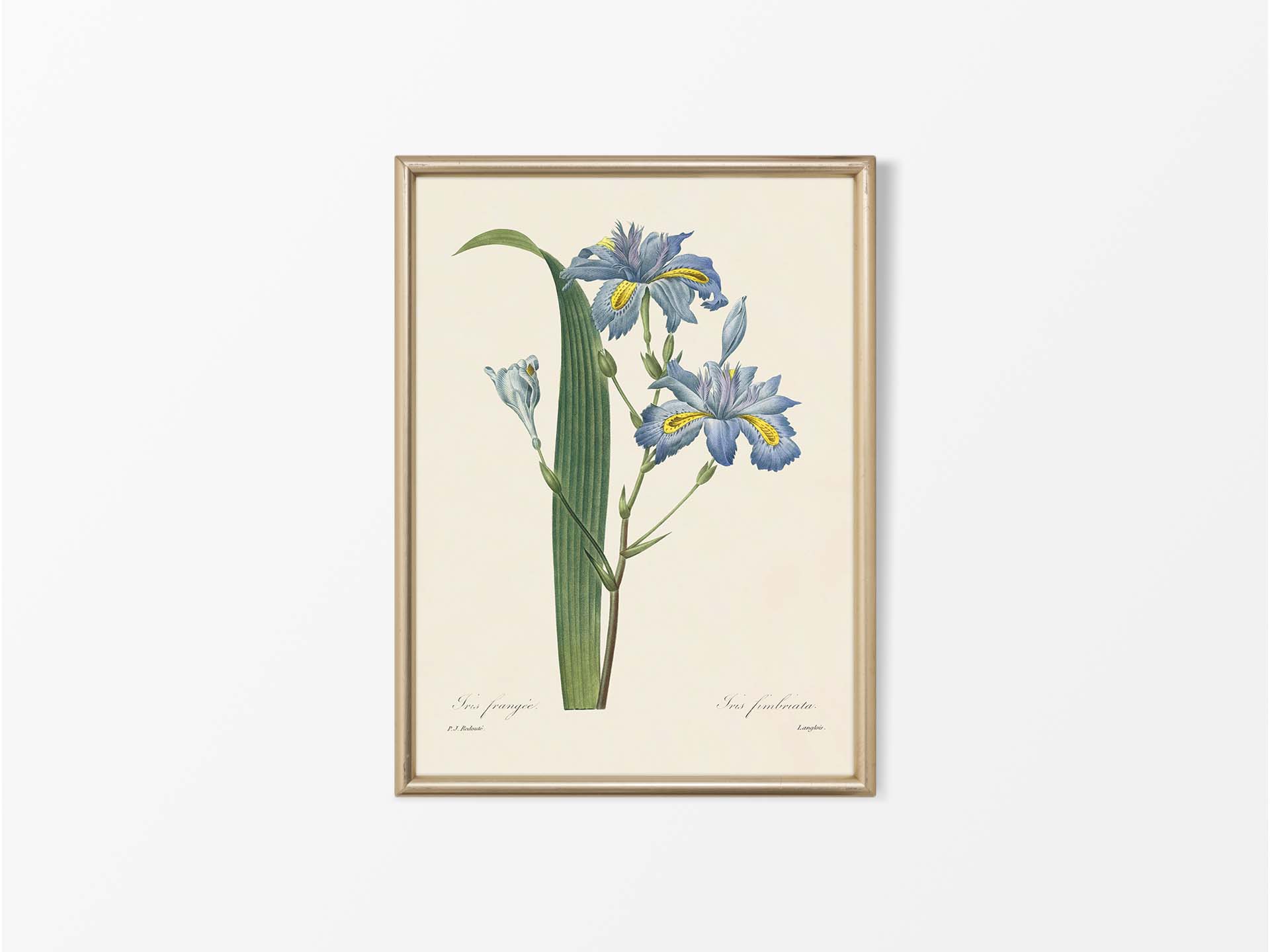 Fringed Iris Vintage Art Print