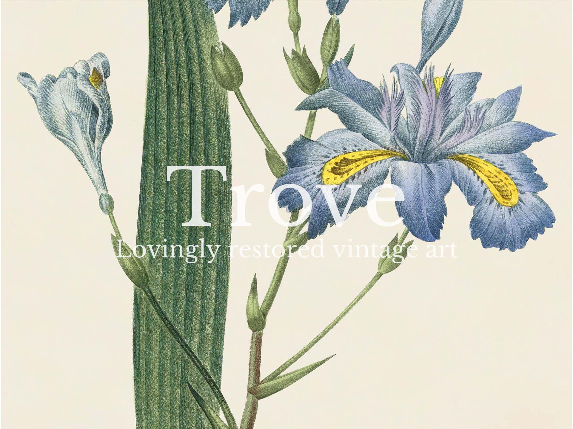 Fringed Iris Vintage Art Print