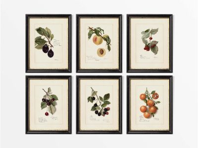 Fruit II (Set of Six) Vintage Art Prints
