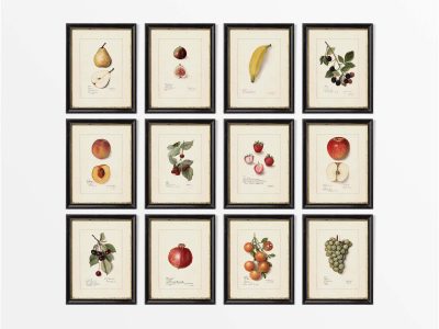 Fruit II (Set of Twelve) Vintage Art Prints