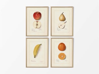 Fruit (Set of Four) Vintage Art Prints