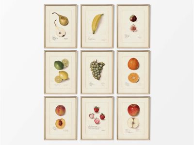 Fruit (Set of Nine) Vintage Art Prints