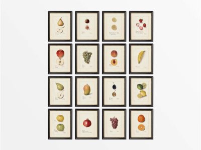 Fruit (Set of Sixteen) Vintage Art Prints