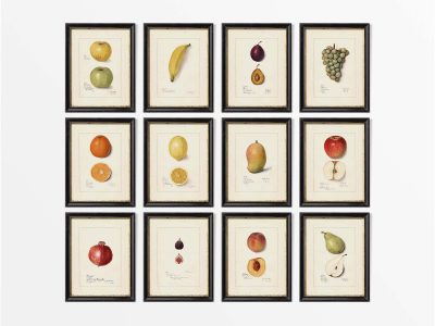 Fruit (Set of Twelve) Vintage Art Prints
