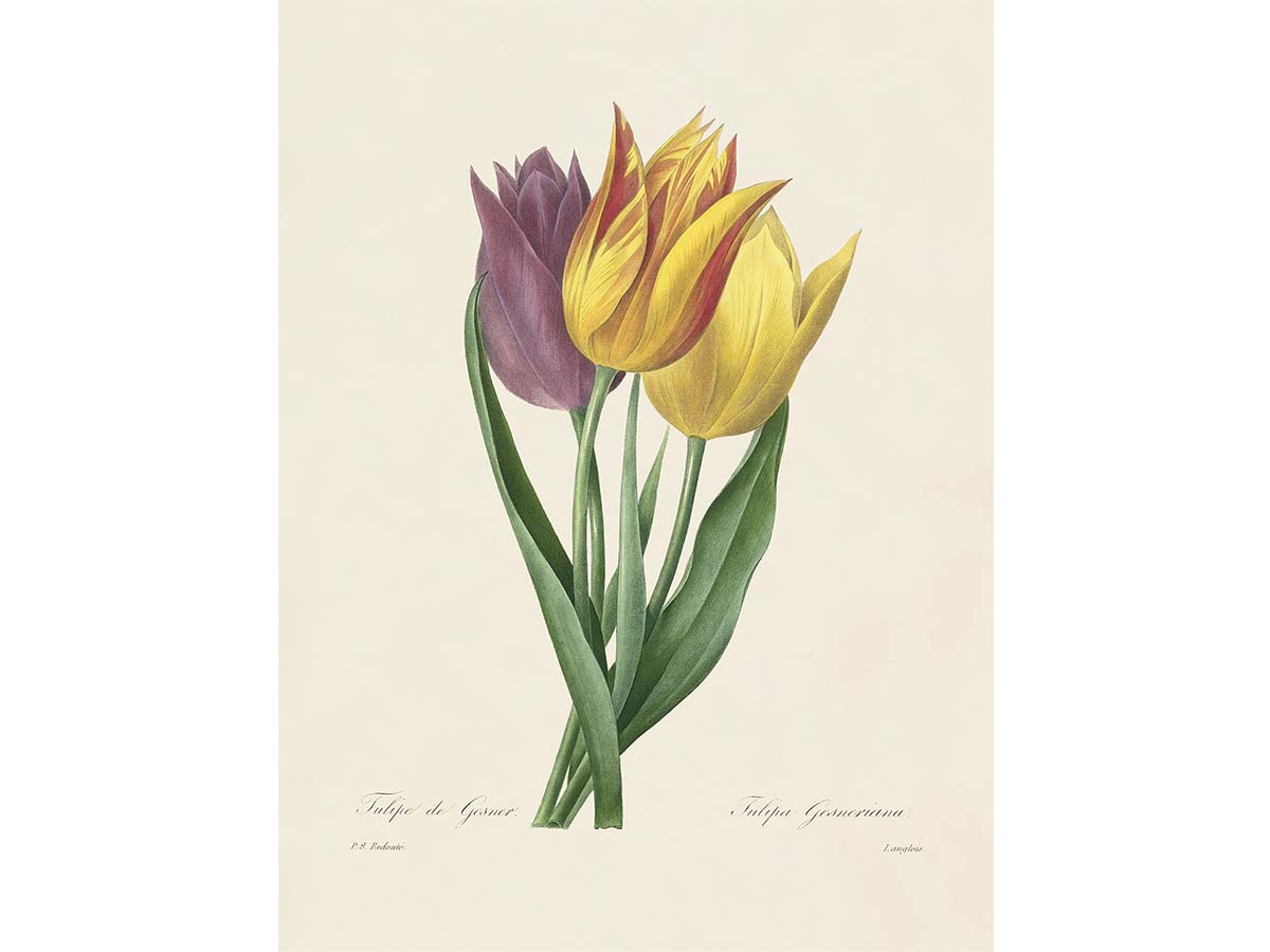 Garden Tulip Vintage Art Print