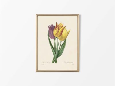 Garden Tulip Vintage Art Print