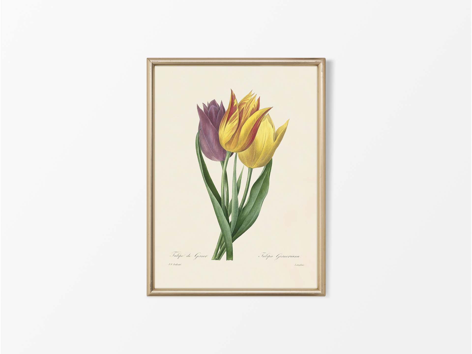 Garden Tulip Vintage Art Print
