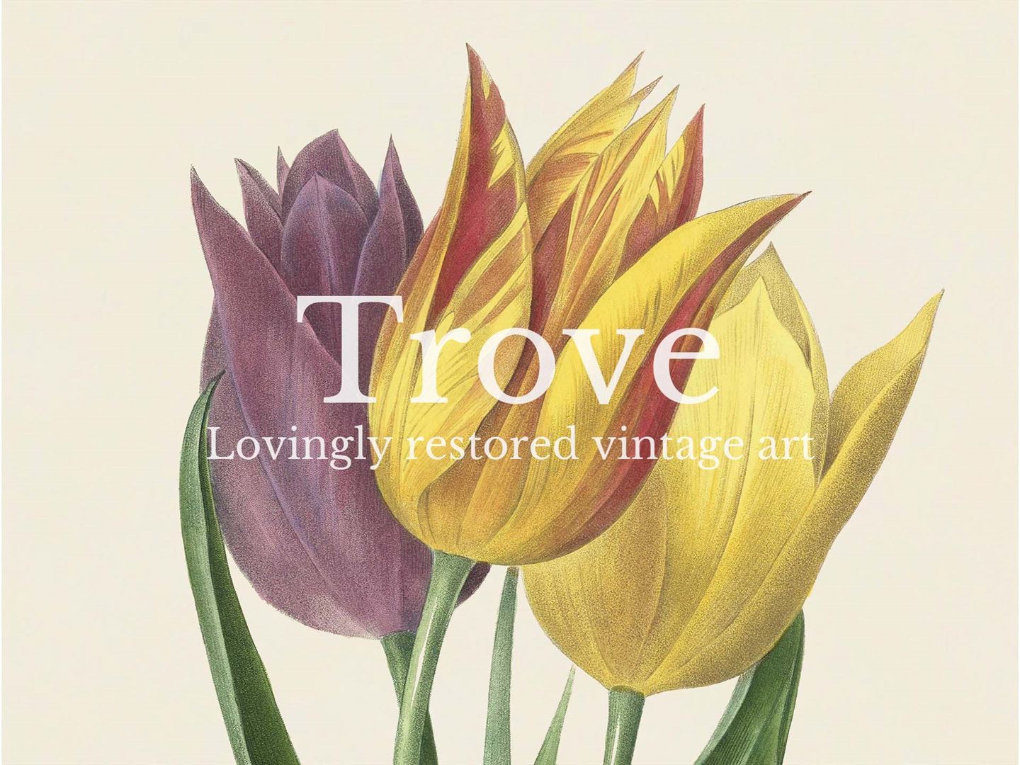 Garden Tulip Vintage Art Print