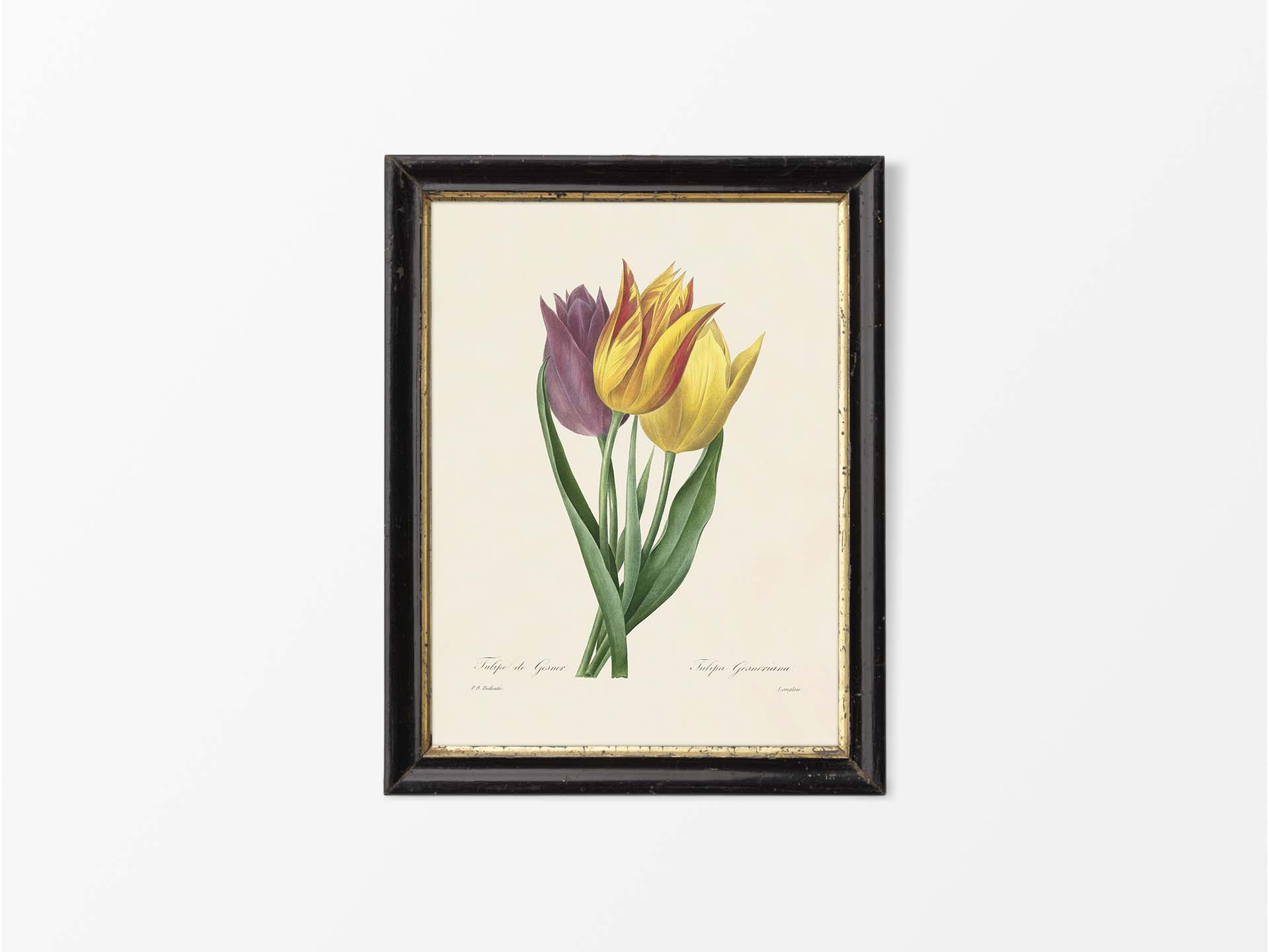 Garden Tulip Vintage Art Print