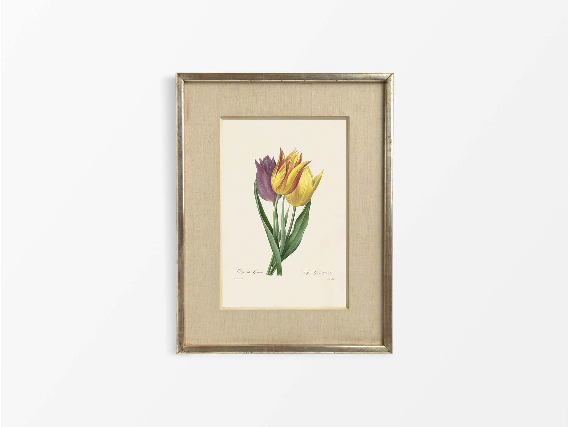 Garden Tulip Vintage Art Print
