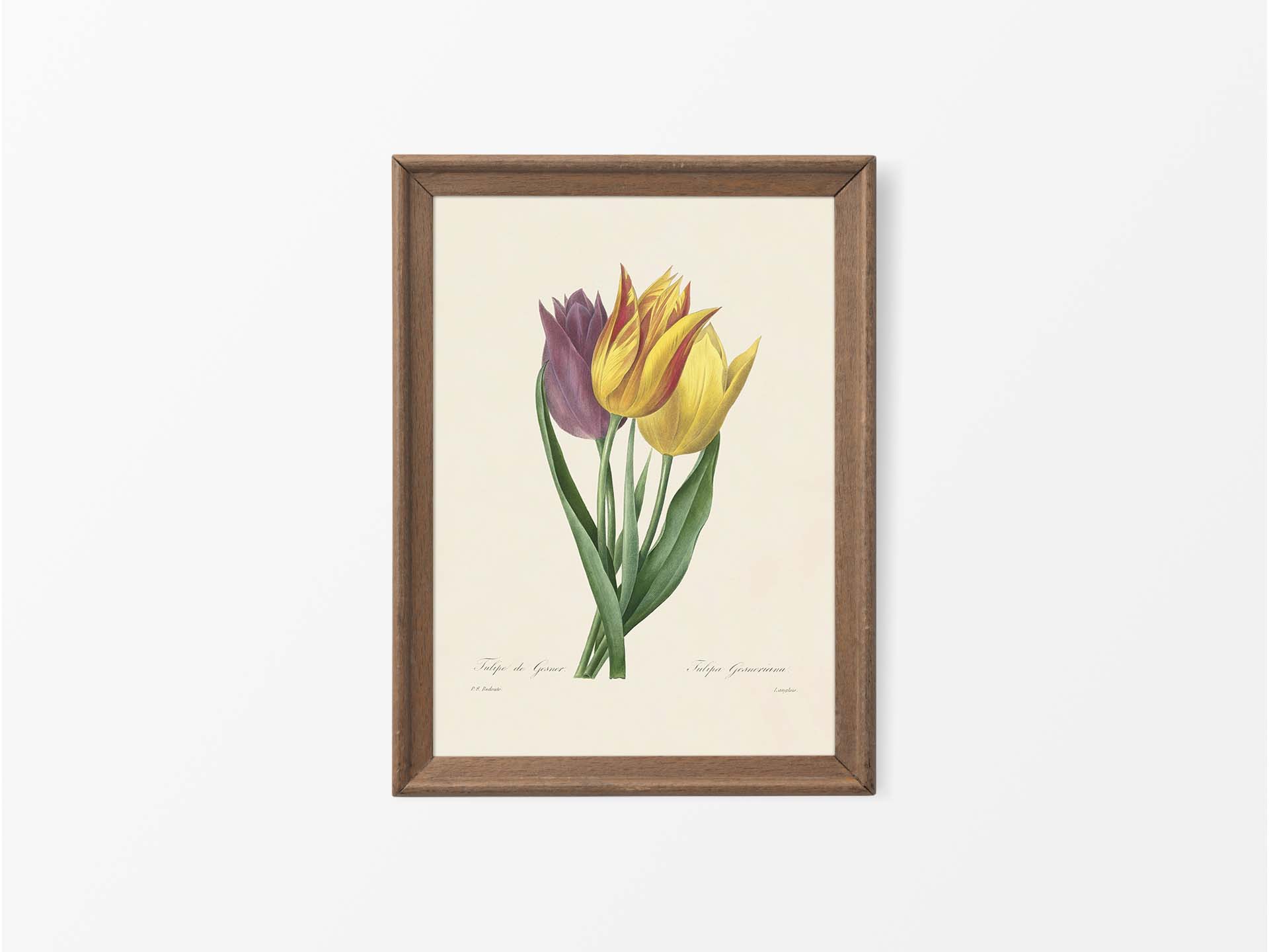 Garden Tulip Vintage Art Print