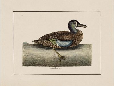 Garganey Vintage Art Print