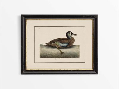 Garganey Vintage Art Print