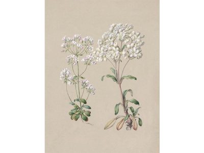 Gentiana II Vintage Art Print