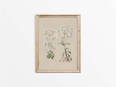 Gentiana II Vintage Art Print