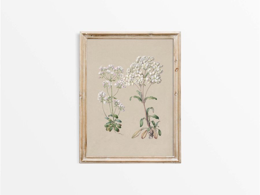 Gentiana II Vintage Art Print