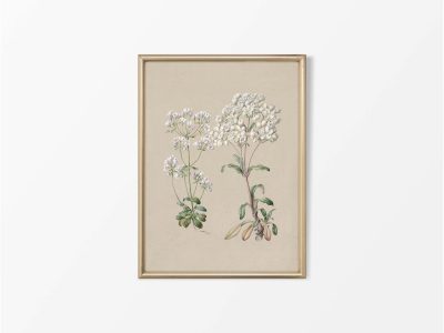 Gentiana II Vintage Art Print