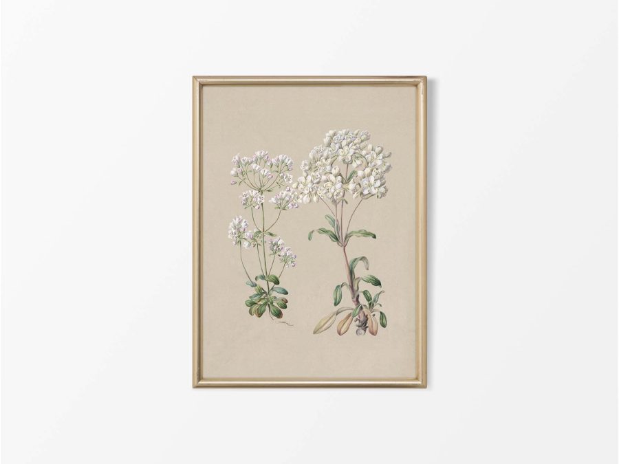 Gentiana II Vintage Art Print