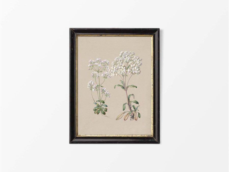 Gentiana II Vintage Art Print
