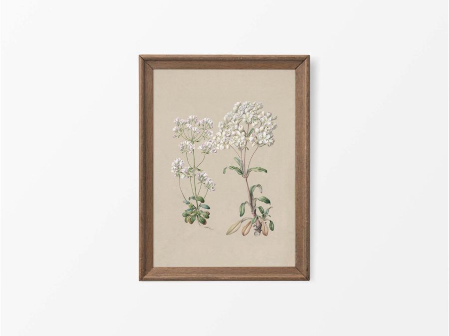 Gentiana II Vintage Art Print
