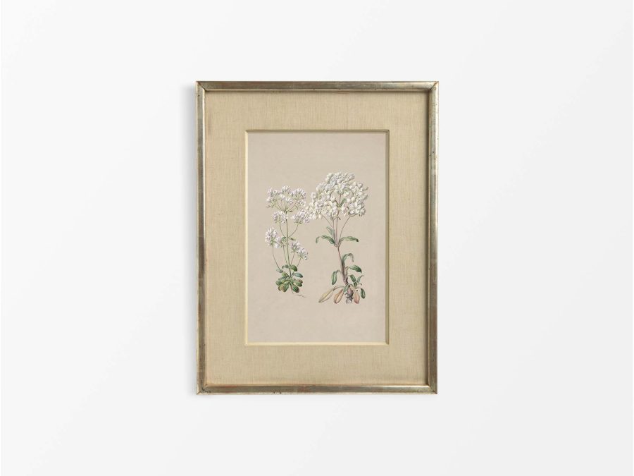 Gentiana II Vintage Art Print
