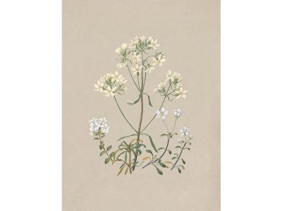 Gentiana Vintage Art Print