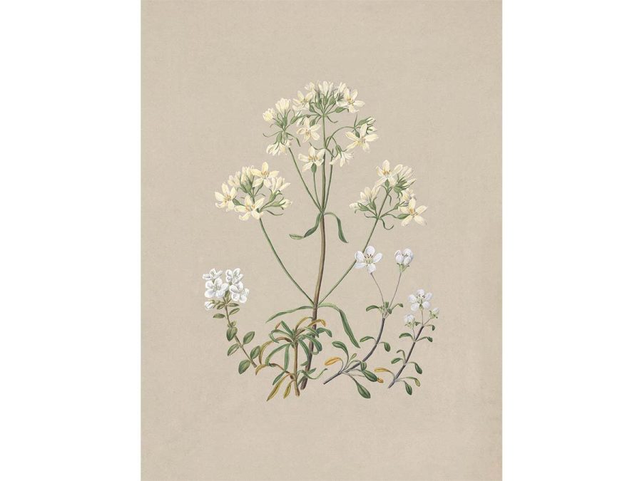 Gentiana Vintage Art Print