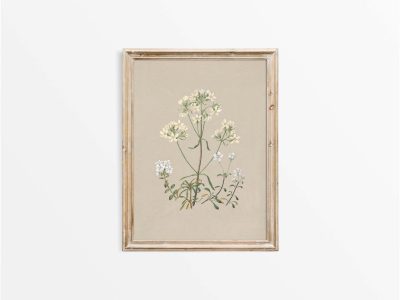 Gentiana Vintage Art Print