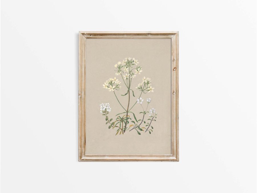 Gentiana Vintage Art Print