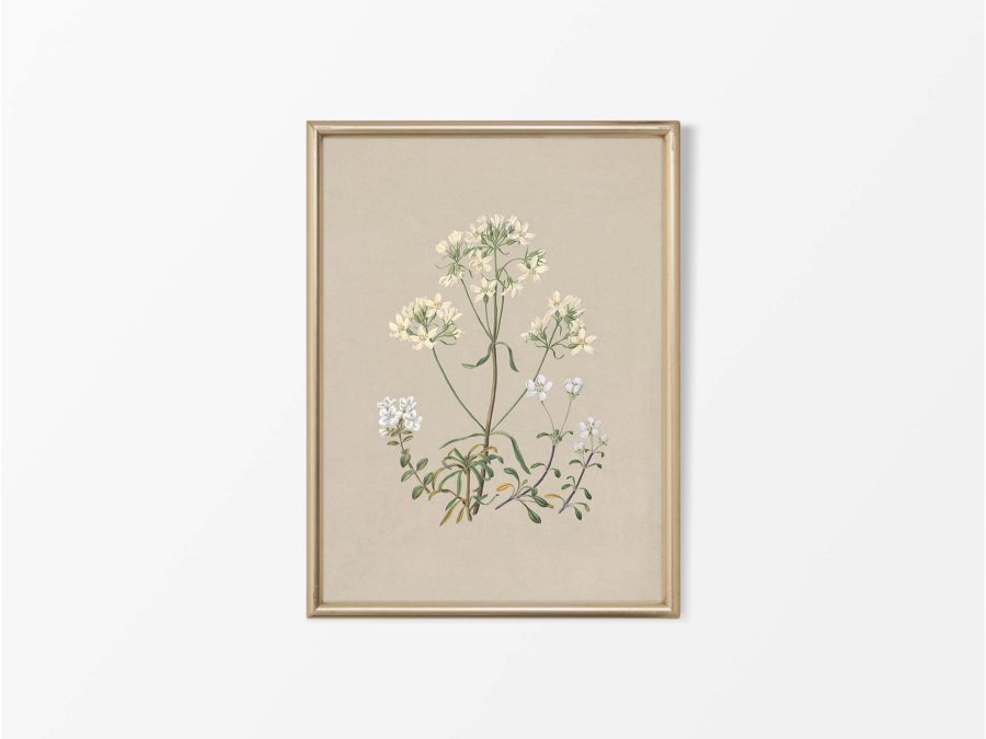 Gentiana Vintage Art Print