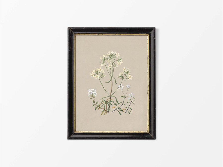 Gentiana Vintage Art Print