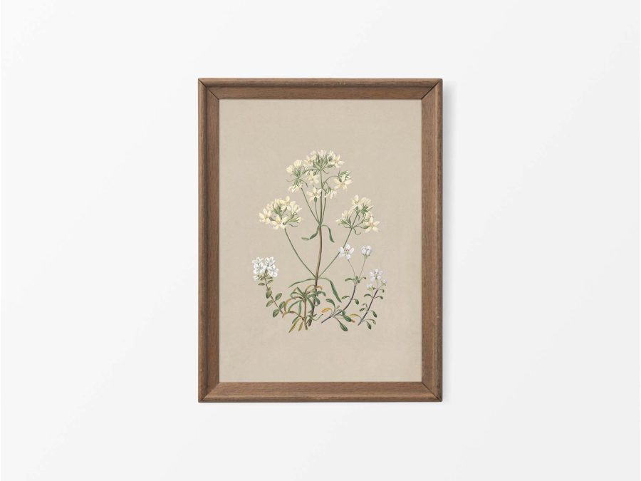 Gentiana Vintage Art Print