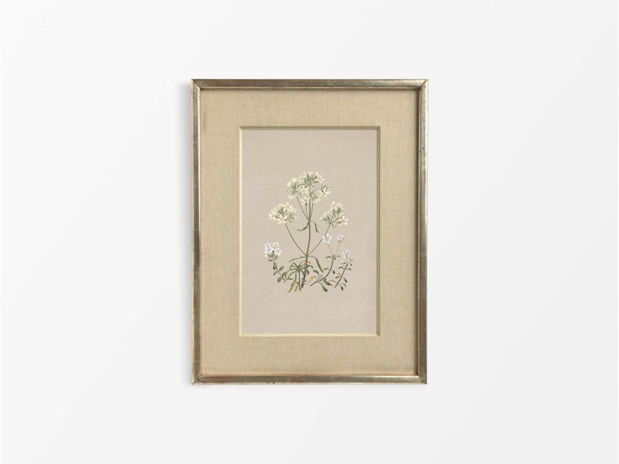 Gentiana Vintage Art Print