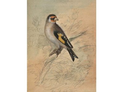 Goldfinch III Vintage Art Print
