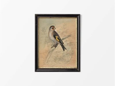 Goldfinch III Vintage Art Print