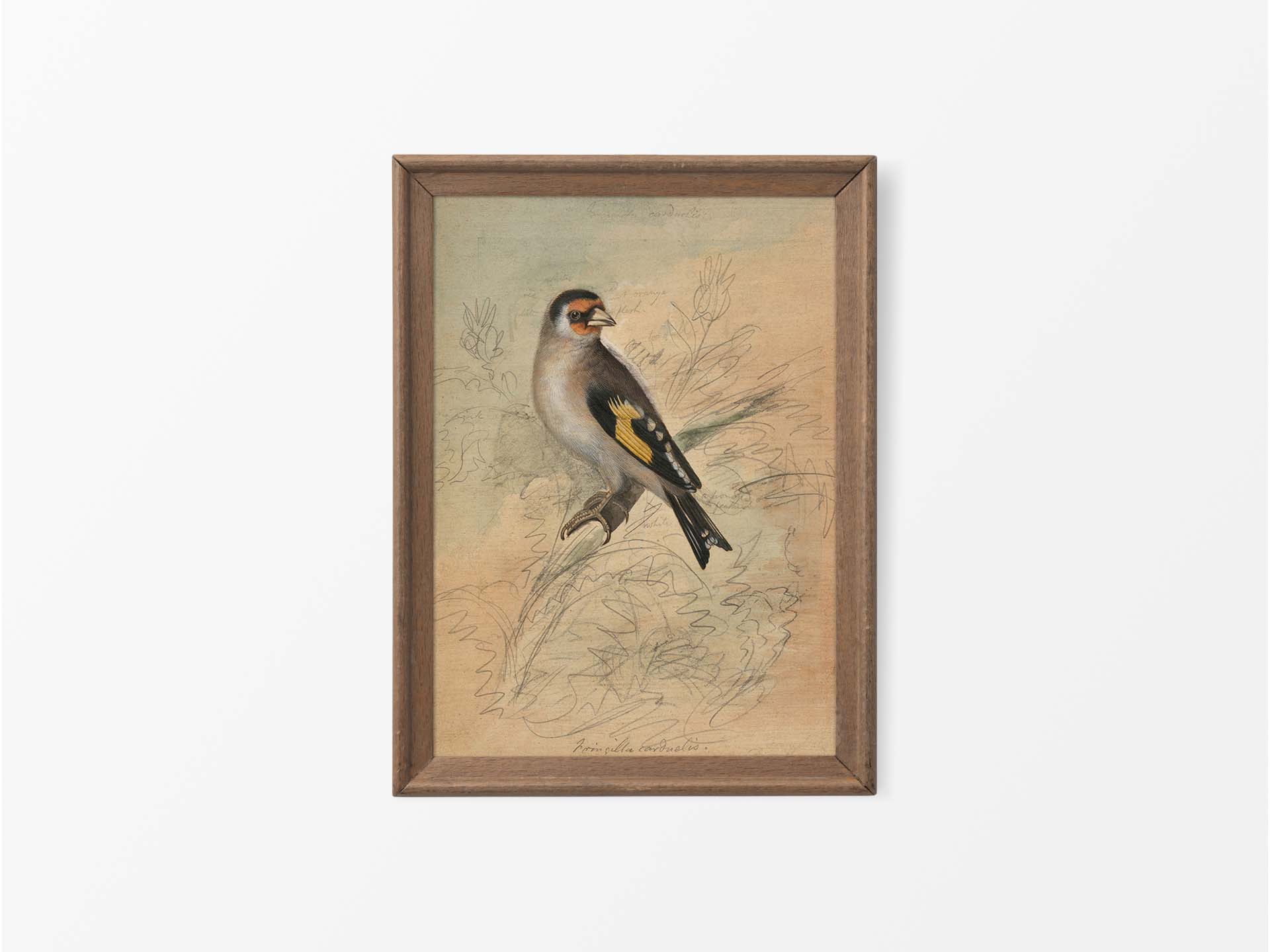 Goldfinch III Vintage Art Print