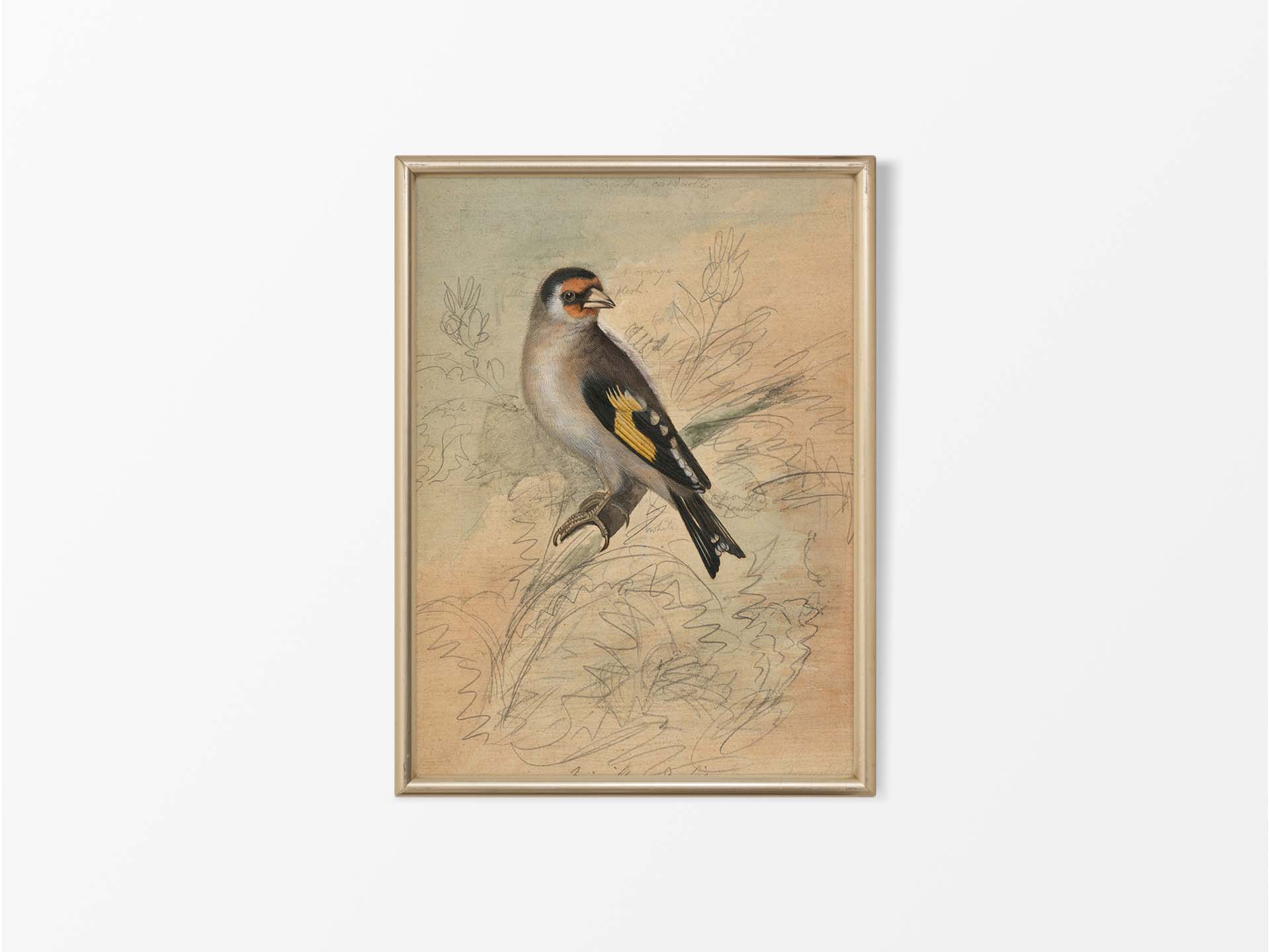 Goldfinch III Vintage Art Print
