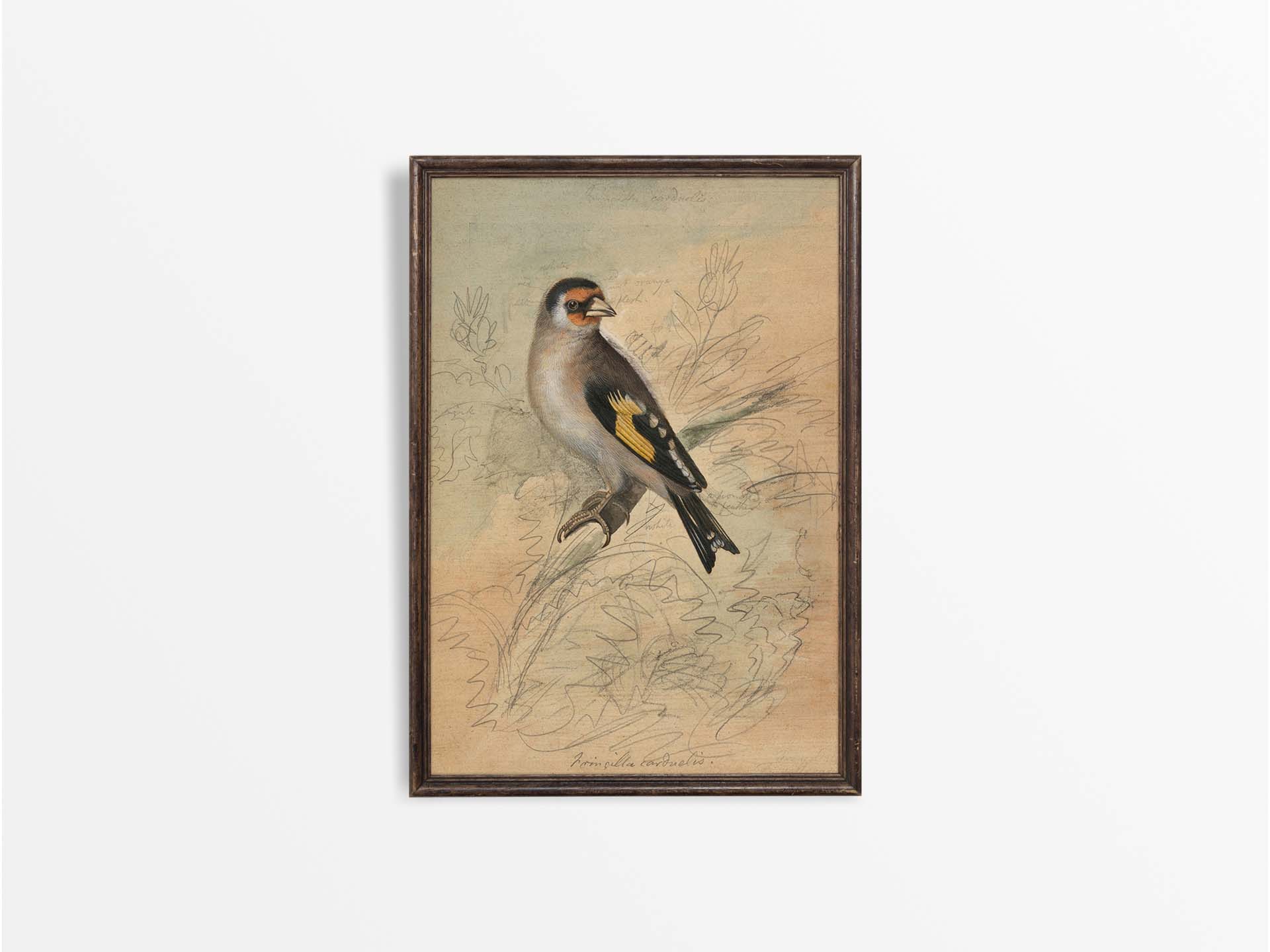 Goldfinch III Vintage Art Print