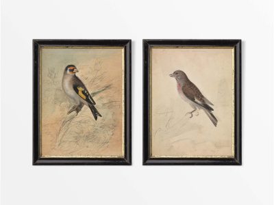 Goldfinch & Linnet (Set of Two) Vintage Art Prints