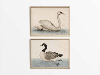 Swan and Goose (Set of Two) Vintage Art Prints