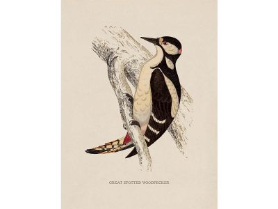 Great Spotted Woodpecker Vintage Art Print