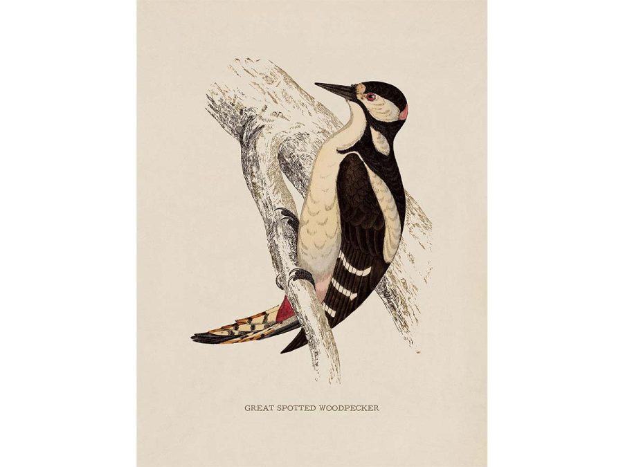 Great Spotted Woodpecker Vintage Art Print