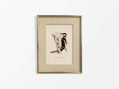 Great Spotted Woodpecker Vintage Art Print