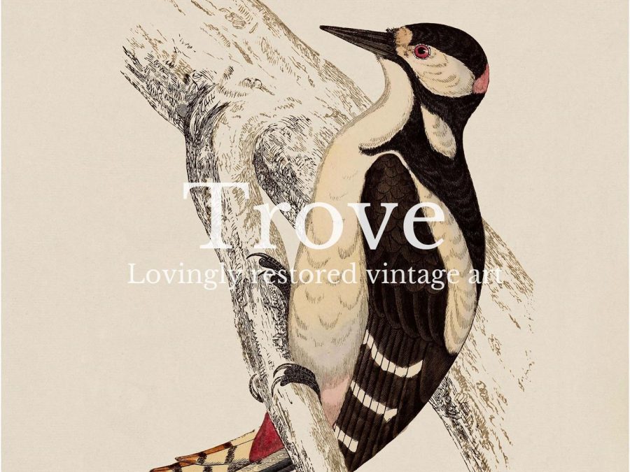 Great Spotted Woodpecker Vintage Art Print