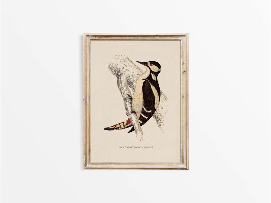 Great Spotted Woodpecker Vintage Art Print